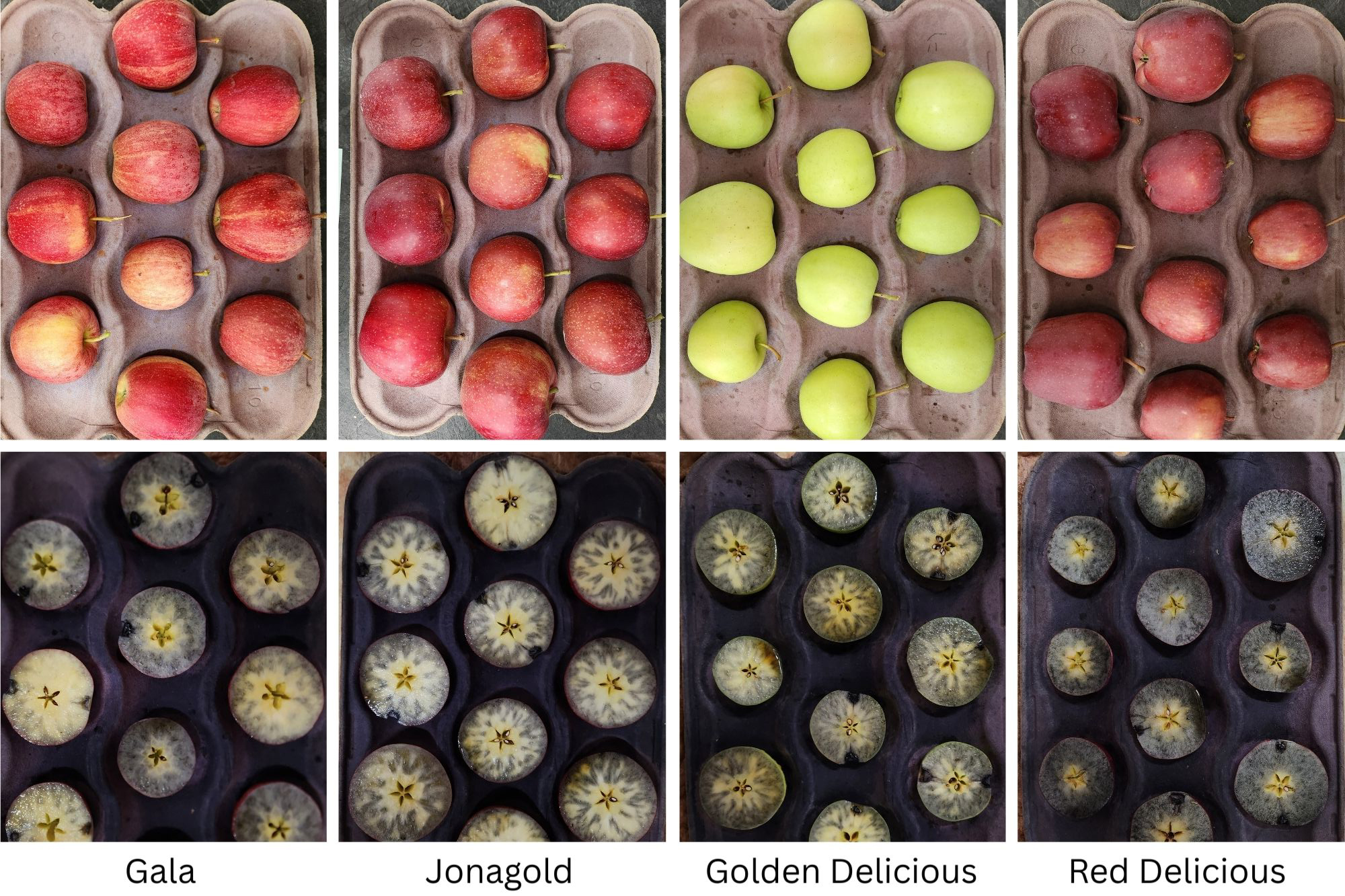 Trays of whole apples and apples cut in half stained blue from iodine testing.